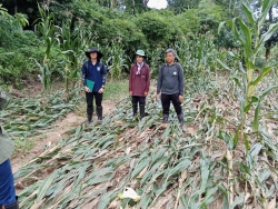 ตรวจสอบความเสียหายพื้นที่การเกษตรที่ได้รับผลกระทบจาก อุทกภัย( วันที่ 2 ) ช่วงระหว่างวันที่ 9-10 ตุลาคม 2566บ้านฝั่งหมิ่น หมู่ที่ 6 และ บ้านชมพู หมู่ที่ 8 ตำบลอ่ายนาไลย อำเภอเวียงสา  จังหวัดน่าน
